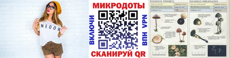 закладка Щёлкино Галлюциногенные грибы Psilocybine cubensis